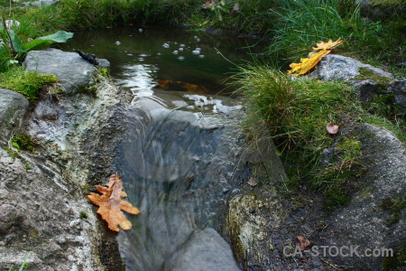 Green leaf grass water river.