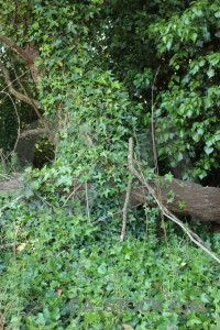 Green leaf tree branch.