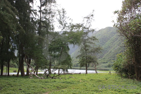 Green mountain tree field white.