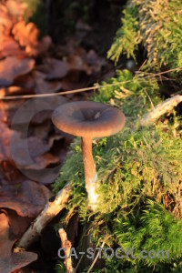 Green mushroom toadstool fungus yellow.