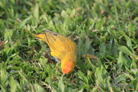 Green orange bird animal yellow.