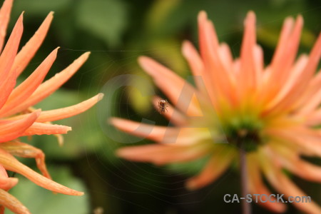 Green orange flower plant.