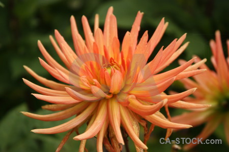 Green orange flower plant.