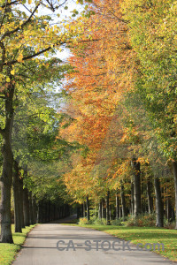 Green orange yellow path tree.