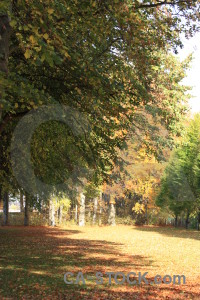 Green path orange yellow tree.