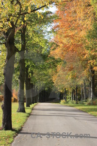 Green path orange yellow tree.