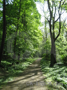 Green path tree.