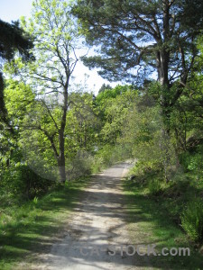 Green path tree.