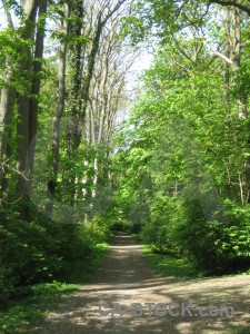 Green path tree.