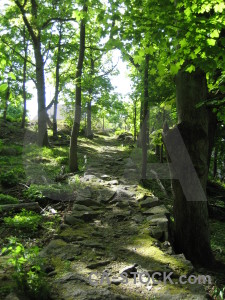 Green path tree.