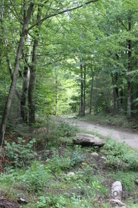 Green path tree.