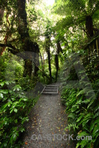 Green path tree.