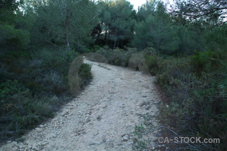 Green path tree.