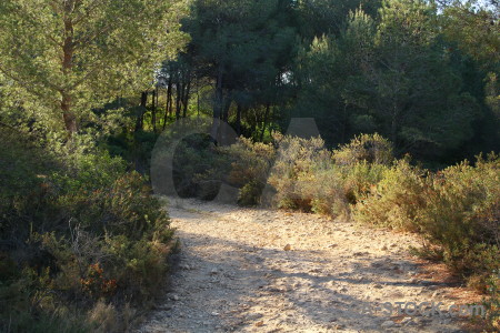 Green path tree.