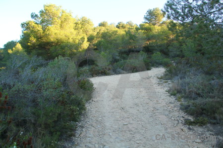 Green path tree white.