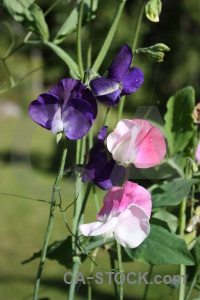 Green pink flower plant purple.