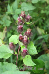 Green plant flower.