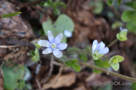 Green plant flower.