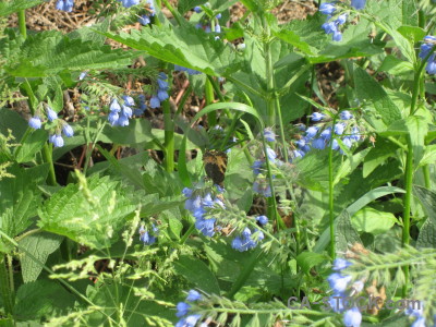 Green plant flower.