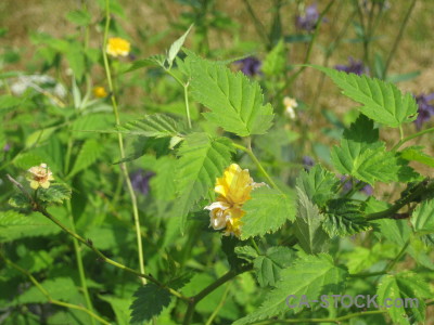 Green plant flower.