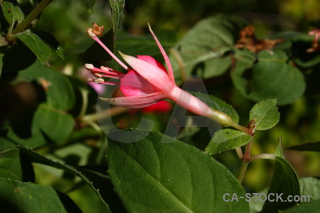 Green plant flower.