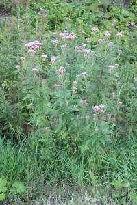 Green plant flower.