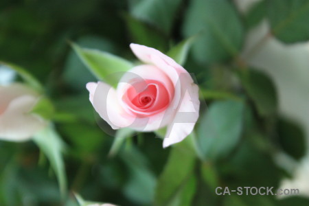 Green plant flower rose.