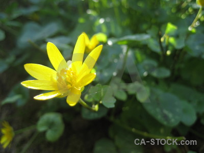 Green plant flower yellow.