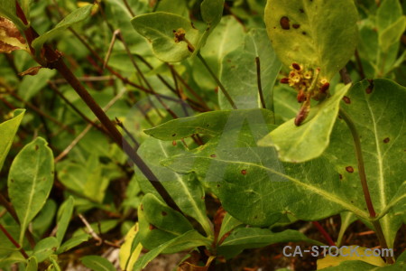 Green plant leaf.