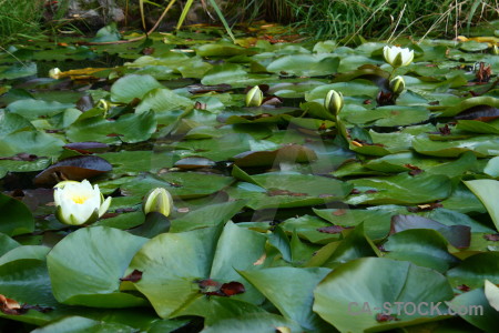 Green plant leaf flower lily.