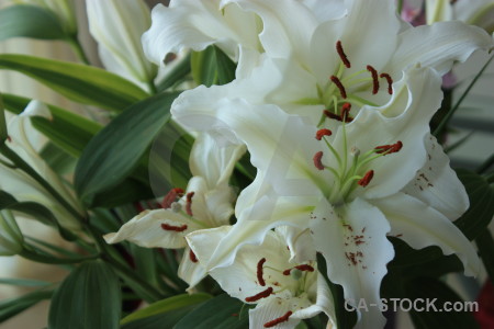 Green plant lily flower.