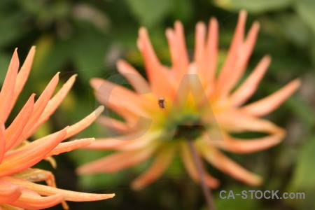 Green plant orange yellow flower.