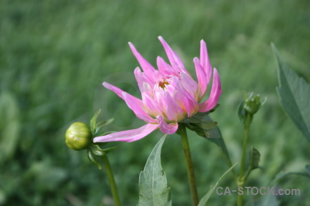 Green plant pink purple flower.