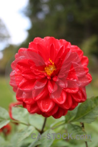 Green plant pink red flower.