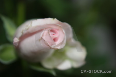 Green plant rose flower.