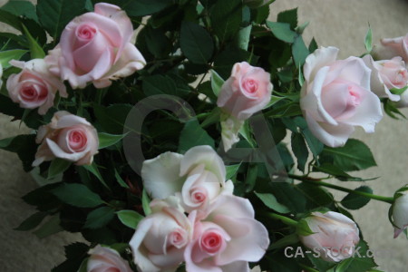 Green plant rose flower.