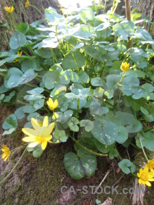 Green plant yellow flower.