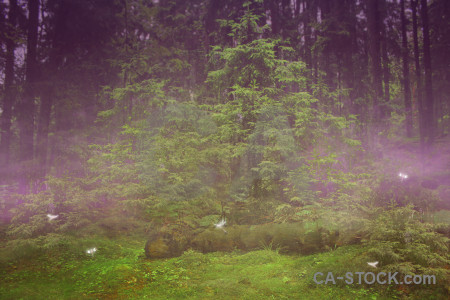 Green purple backgrounds premade fantasy.