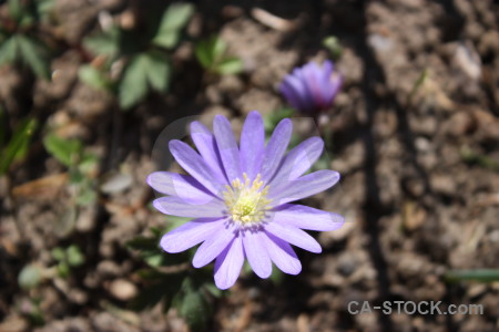 Green purple plant flower.