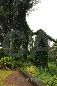 Green rainforest white forest tree.