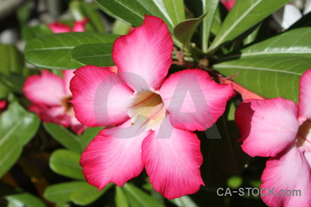 Green red pink flower plant.