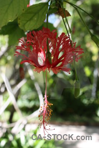 Green red white flower plant.