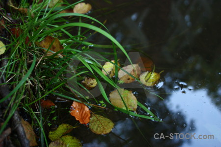 Green river black leaf grass.