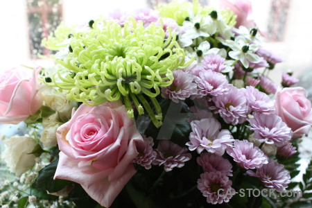 Green rose bouquet plant flower.