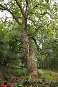 Green single tree.