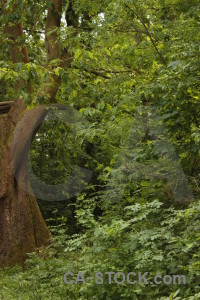 Green single tree.