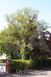 Green single white tree.