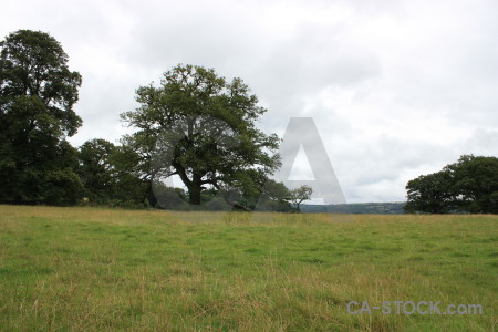 Green single white tree field.