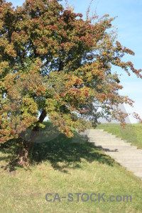 Green stair step.