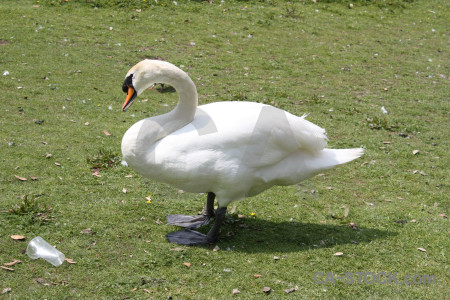 Green swan animal aquatic bird.